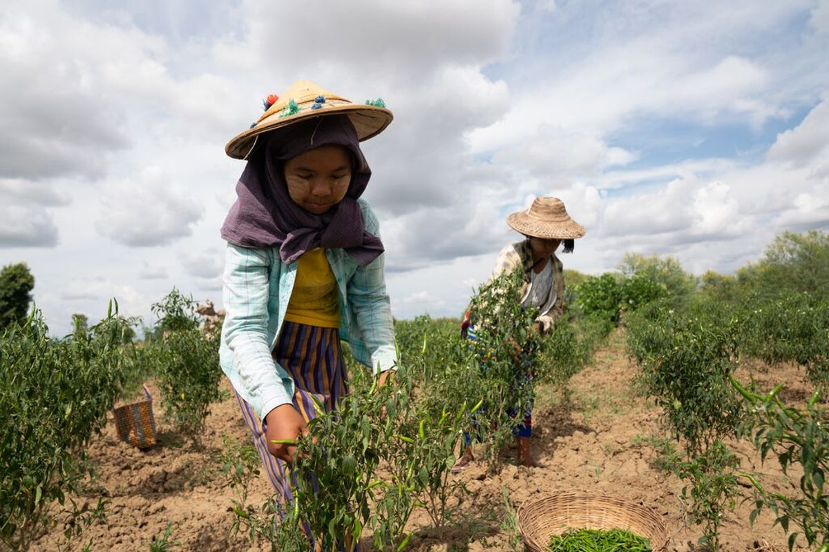 medium-PROXIMITYDESIGNS_MYANMAR_2018-2024 132.jpg