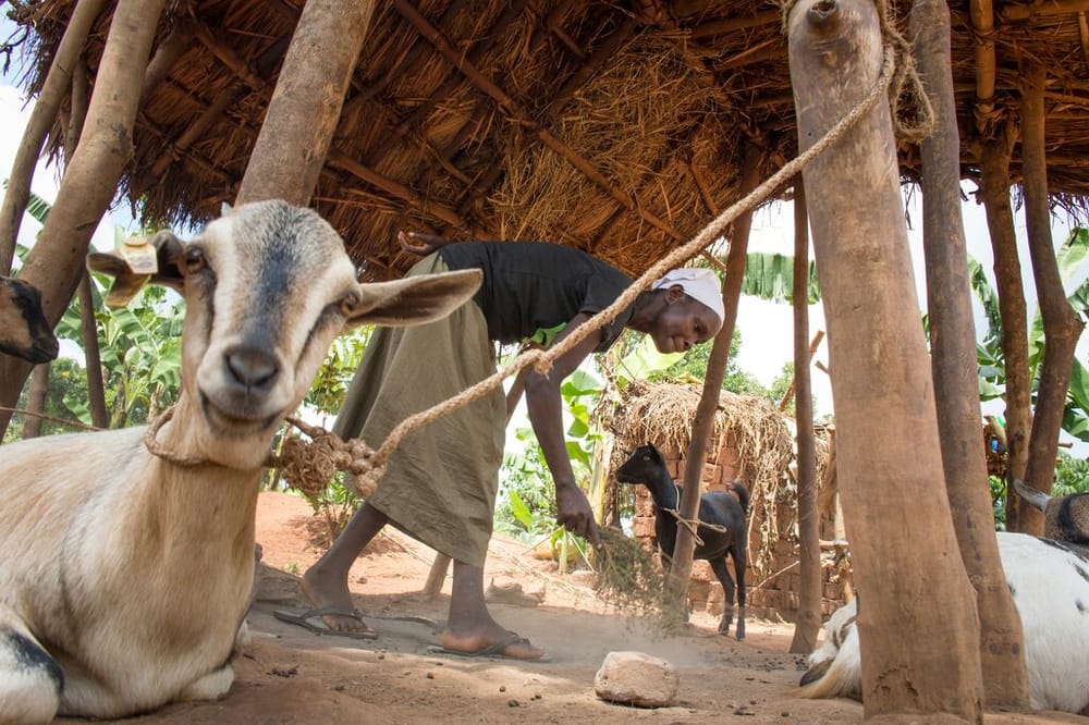 medium-BRAC_UGANDA_2018_ 71.jpg