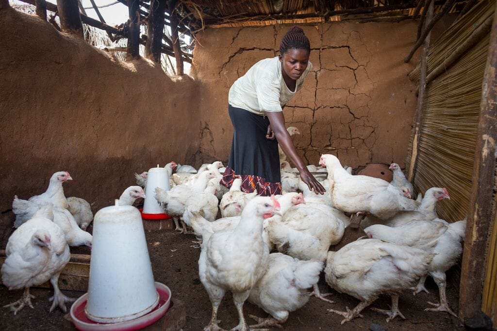 medium-BRAC_UGANDA_2018_ 129.jpg