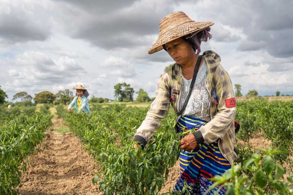 medium-PROXIMITYDESIGNS_MYANMAR_2018-2024 400.jpg